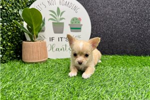 Waylon - Chihuahua for sale