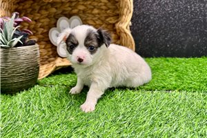 Turner - Chihuahua for sale
