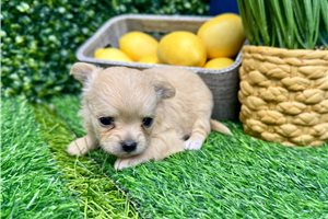 Gabrielle - puppy for sale