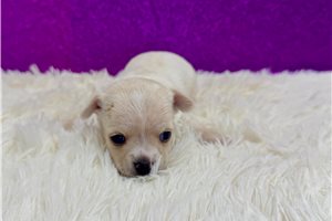 Caro - Chihuahua for sale