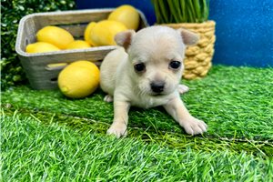Georgie - Chihuahua for sale