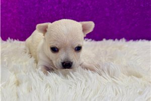 Carnation - puppy for sale