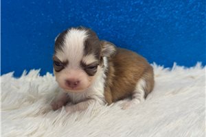 Rocky - Chihuahua for sale