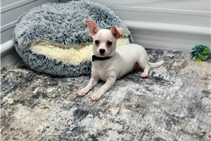 Tony - Chihuahua for sale