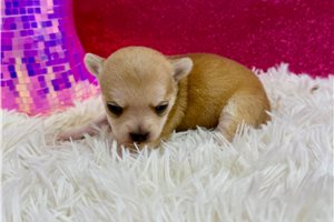 Rosebud - Chihuahua for sale