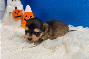 Rogelio - puppy for sale