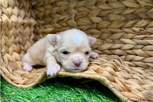 Waylon - puppy for sale