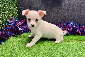 Tony - Chihuahua for sale