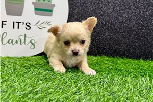 Weston - Chihuahua for sale