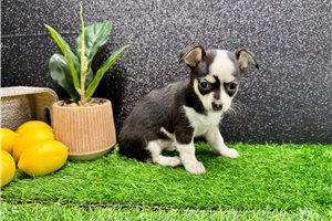 Tamara - Chihuahua for sale