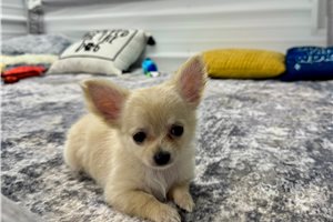 Gabrielle - Chihuahua for sale