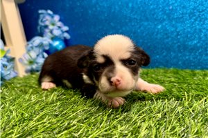 Tamara - puppy for sale