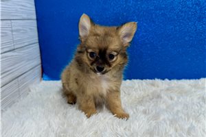 Clint - Chihuahua for sale