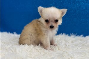 Rodrigo - Chihuahua for sale