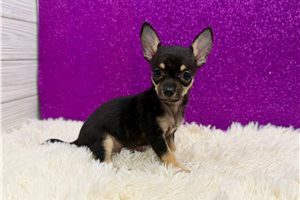 Chantilly - Chihuahua for sale