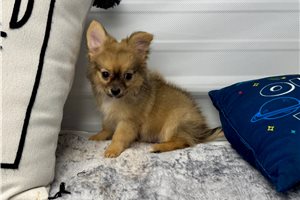 Clint - Chihuahua for sale