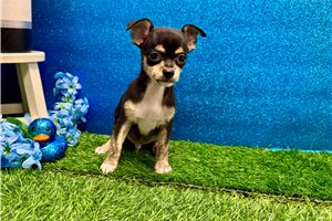 Dylan - Chihuahua for sale
