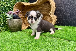 Tamara - Chihuahua for sale