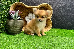 Daphne - Chihuahua for sale
