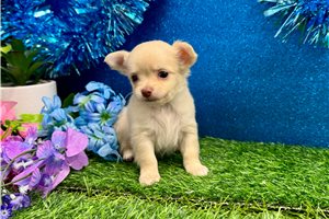 Dahlia - Chihuahua for sale