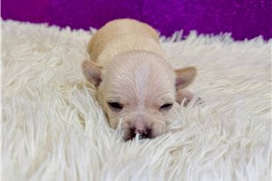 Carol - Chihuahua for sale