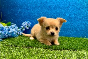 Greta - Chihuahua for sale
