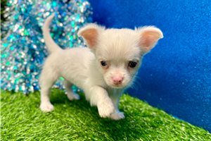 Pearl - Chihuahua for sale