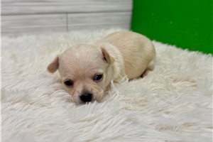 Cassius - Chihuahua for sale