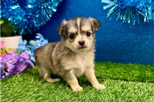 Delilah - puppy for sale