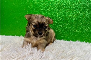 Clint - puppy for sale