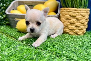 Goldie - Chihuahua for sale