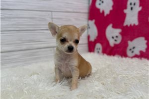 Rosebud - Chihuahua for sale