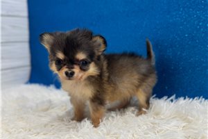Rogelio - Chihuahua for sale