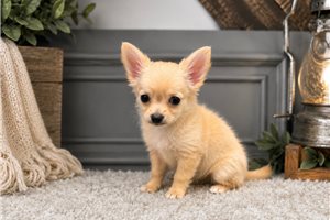 Greta - Chihuahua for sale