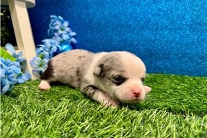 Trenton - puppy for sale
