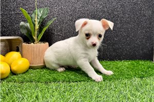 Tony - Chihuahua for sale