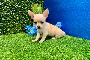 George - Chihuahua for sale