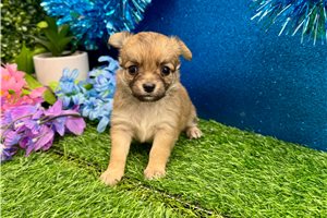 Daphne - puppy for sale