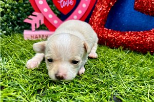 Paisley - Chihuahua for sale