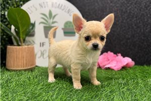 Wendy - Chihuahua for sale