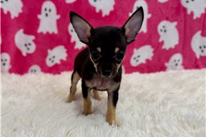 Chantilly - Chihuahua for sale