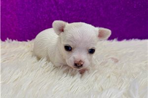 Camille - Chihuahua for sale