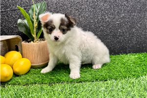 Turner - Chihuahua for sale
