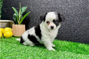Teddy - Chihuahua for sale