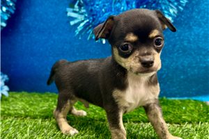 Dylan - Chihuahua for sale