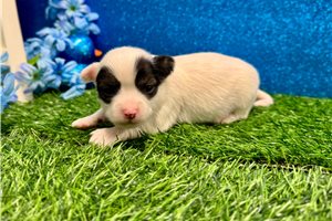 Turner - puppy for sale