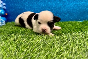 Teddy - puppy for sale