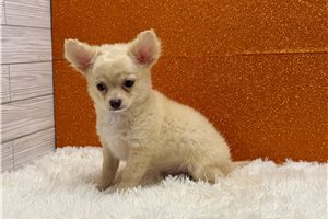 Weston - Chihuahua for sale
