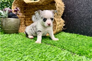 Trenton - Chihuahua for sale