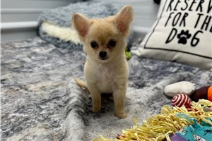 Wendy - Chihuahua for sale